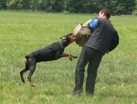 Dogs in training 6/2007